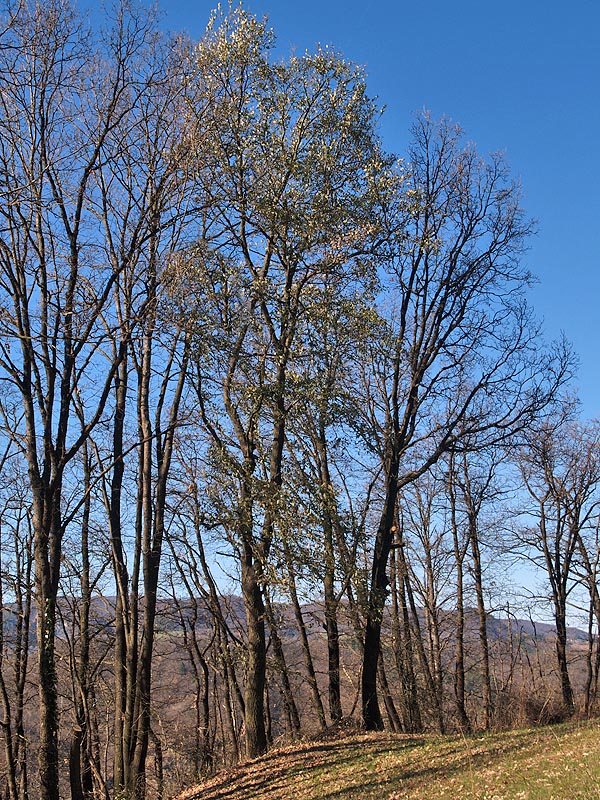 Oasi naturalistica del Carmine